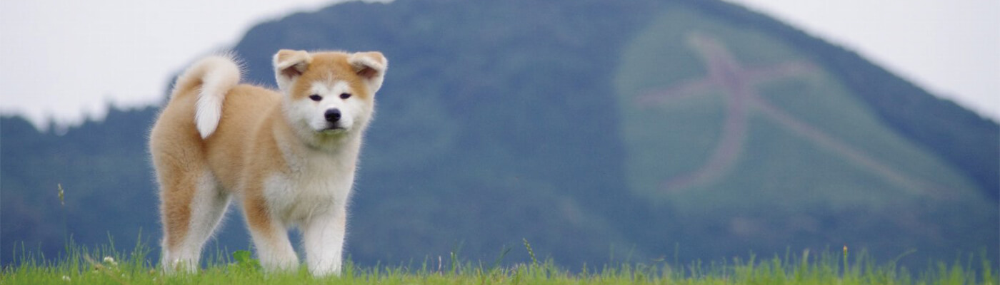 akitainu
